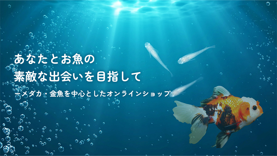 ベアーズアクア